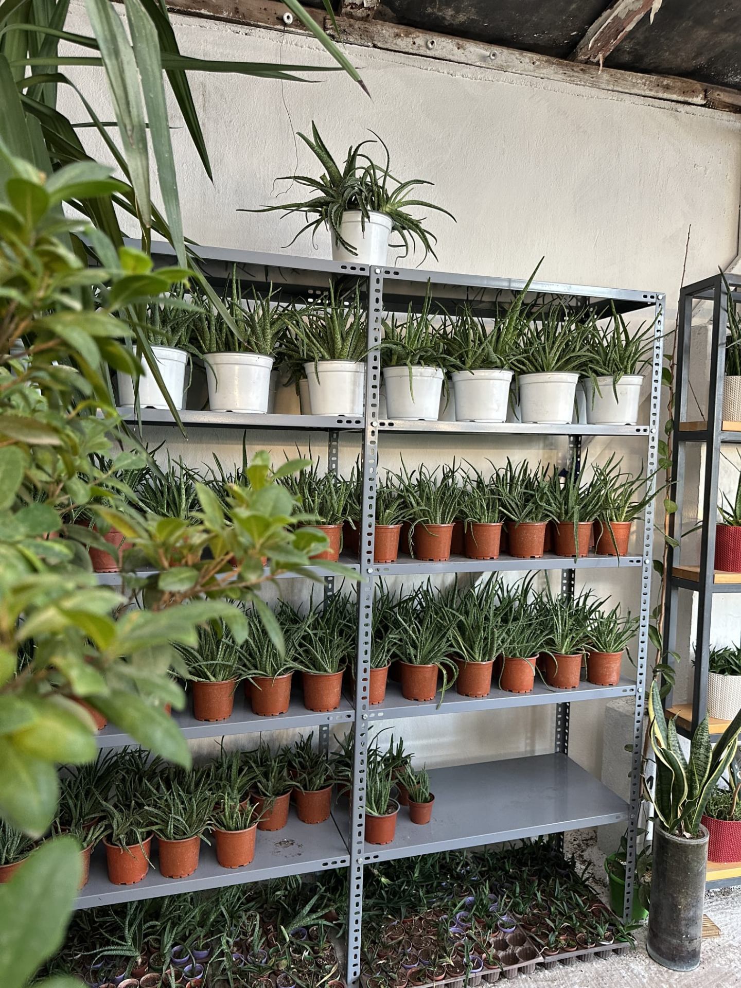 Dükkan raflarında yetiştirilen aloe vera ve kurdele çiçekleri