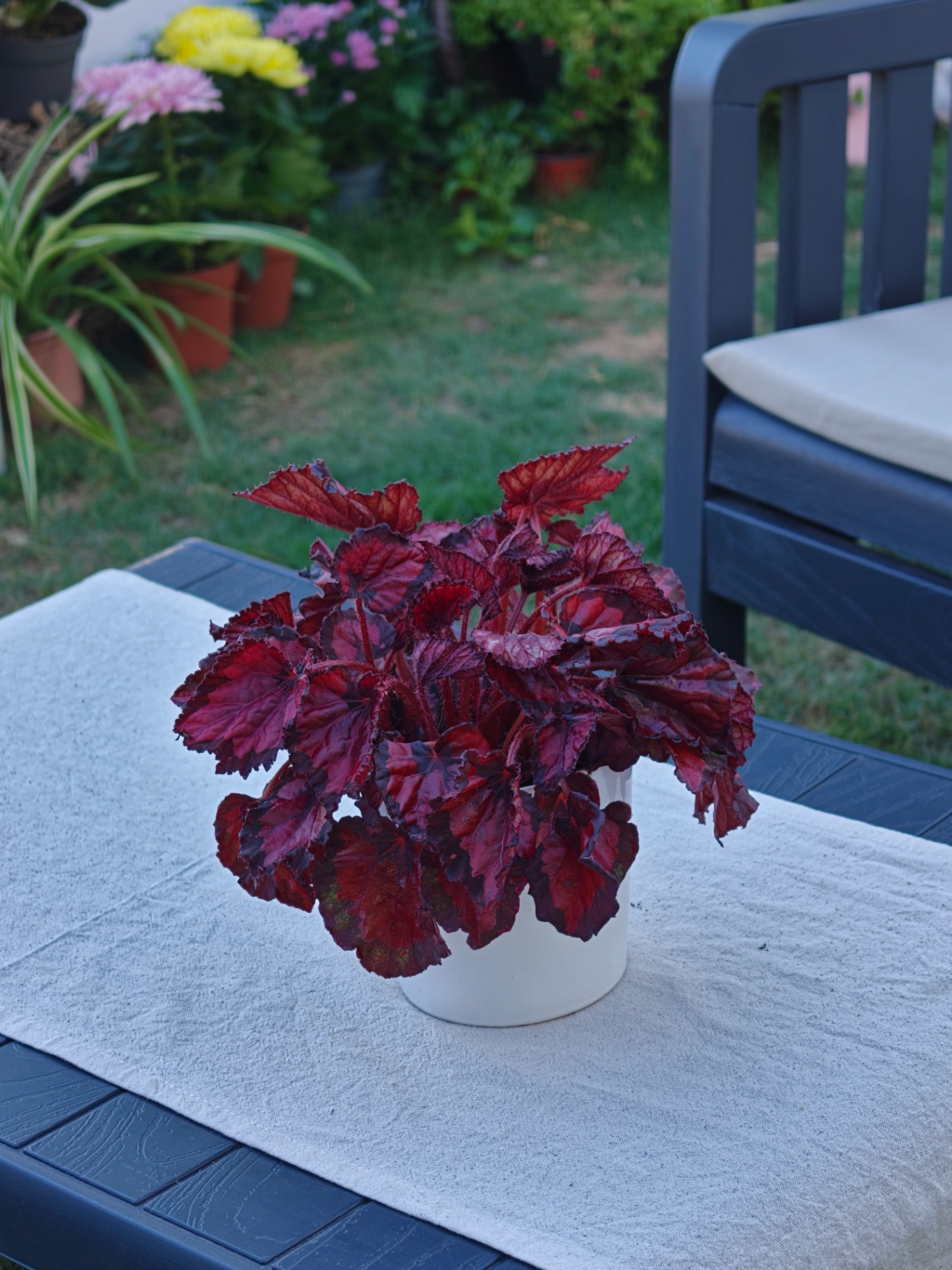 Coleus