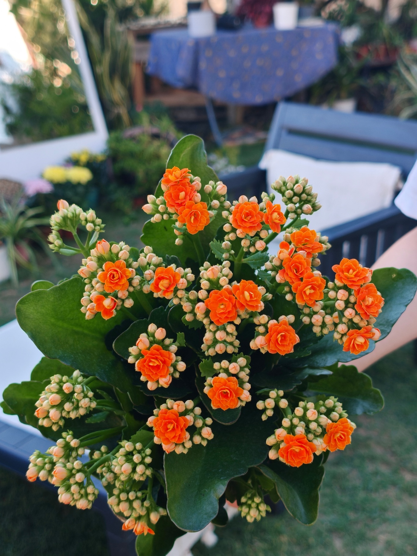 Kalanchoe
