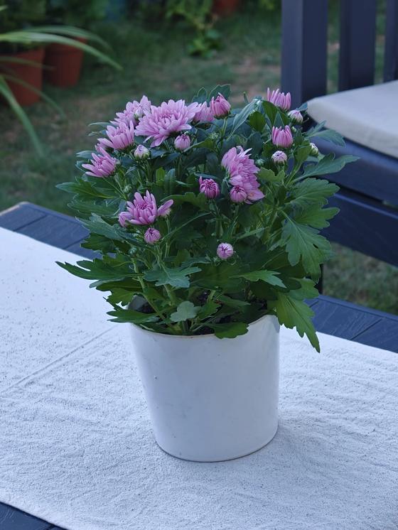 Balkonda pembe krizantem