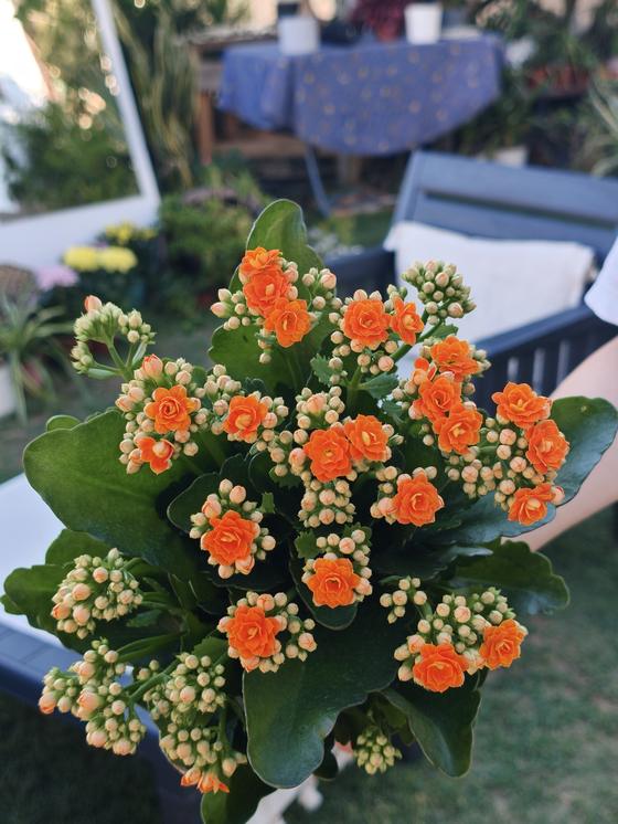 Turuncu kalanchoe