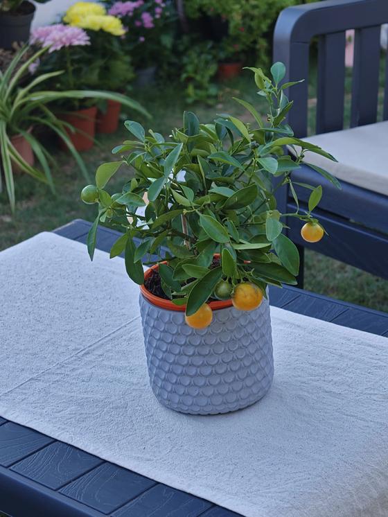 Saksıda mandalina fidanı